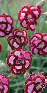 Pin On Beautiful Flowers