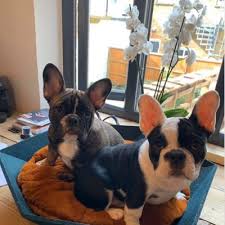 Although other breeds were used in its early ancestry, today only two purebred french bulldogs can produce a french bulldog. Shazzasazio On Twitter I Want One A Rare Breed Of Zebra French Bulldog