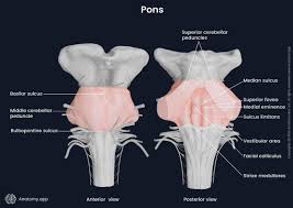 Image result for Pons
