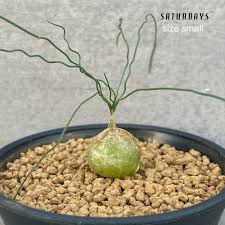 Image result for Ornithogalum seineri