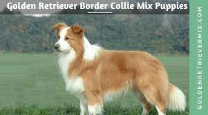 Adopting A New Puppy Is Somewhat A Researchful Task Especially For Hybrids Check All The Details About Golden Retriever B Red Border Collie Collie Dog Collie