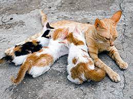 The Best Age For Taming Feral Kittens
