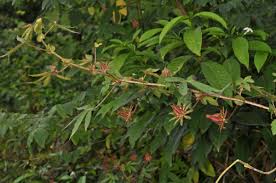 Image result for Hibiscus surattensis
