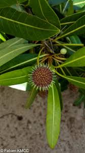 Image result for Breonadia