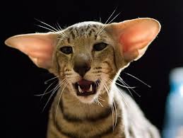 Caturation Baby Cats Cat Allergies Cats