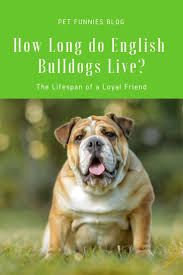 Listed below are some estimated lifespans for common parrots and other pet birds. How Long Do English Bulldogs Live The Lifespan Of A Loyal Friend English Bulldog Bulldog Best Dog Breeds