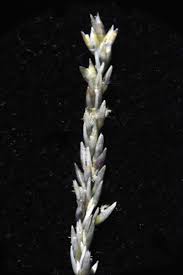 Image result for Sporobolus africanus