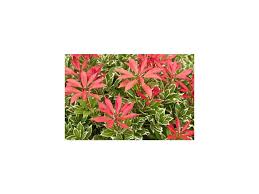 Image result for Pieris japonský little heath obrázek
