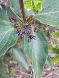 Image result for Vincetoxicum