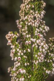 Image result for Erica arborea