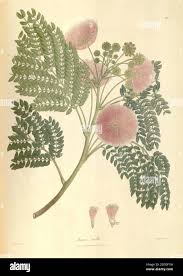 Image result for Fabaceae subfamily Mimosoideae