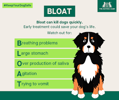 If you think your dog has bloat, the best treatment is to take them. The Kennel Club Uk Do You Know The Signs Of Bloat You Can Save Your Dog S Life By Spotting The Signs Early Keepyourdogsafe Read More On Our Website Https Bit Ly 36zrc1y Facebook