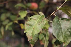 Shot hole blight disease affects peach trees and other fruit trees. 4 Common Apple Tree Diseases