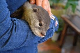 Alibaba.com offers 12,844 pet in japan products. Ban On Endangered Otter Trade To Take Effect Amid Pet Boom In Japan
