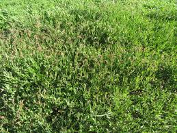 Image result for Rumex lanceolatus