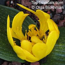 Image result for Daubenya