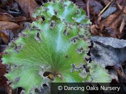 Image result for Farfugium japonicum