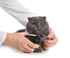 What causes infections in ingrown toenails? Cat Ingrown Nail Causes Treatment And Prevention