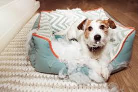 Best chew proof dog beds: 6 Best Indestructible Dog Beds The Chew Proof Winners Lovetoknow