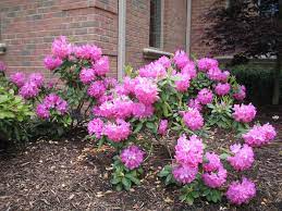 Maybe you would like to learn more about one of these? Front Yard Facelift Plant Roseum Elegans Rhododendron J Gilmore Design Pretty Plants Plants Plants For North Side Of House
