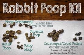 Image result for rabbit droppings