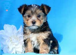 I will post on my website when i have puppies available.please don't call and ask when the next litter is due. Morkie Puppies For Sale Puppy Adoption Keystone Puppies