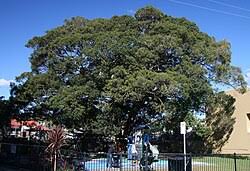 Image result for Ficus obliqua