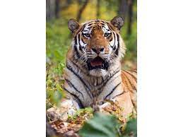 Siberian Tiger - Mapcards.net