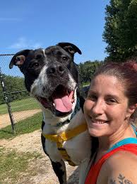 Introduction of Mulligan the Yorkie