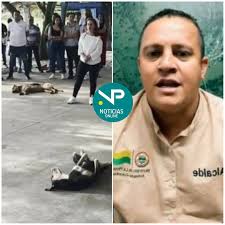 Antioquia El alcalde de un municipio antioqueño prohibió a los funcionarios  alimentar a dos perritos callejeros dentro de la alcaldía El alcalde de La  Pintada, Antioquia, Herman Correa, ha generado controversia al