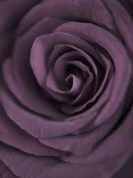 Maybe you would like to learn more about one of these? Deep Purple Rose Photographic Print Clive Nichols Allposters Com