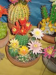 Epp 4 halamang ornamental kagamitan at kasangkapan sa pagtatanim ng halamang ornamental. Lumalagong Cacti Paano Mag Aalaga Ng Cactus Upang Mamulaklak Ito Pag Aalaga Sa Cactus Ng Taglamig Ang Mga Nuances