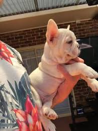 Our mission is to produce healthy bulldog puppies that make great family companions. 15 Best Cheap French Bulldog Puppies For Sale Ideas French Bulldog Puppies Bulldog Puppies Bulldog Puppies For Sale