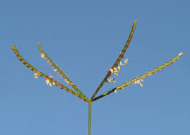 Image result for Cynodon nlemfuensis