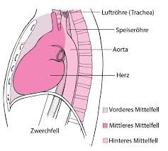 Brusthohle Lungen Und Atemwegserkrankungen Msd Manual Ausgabe Fur Patienten