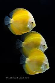 Image From Https S Media Cache Ak0 Pinimg Com 736x Ab 58 Fe Ab58fec5c25d4fabf42e1737326c0b3f Jpg Discus Fish Fresh Water Fish Tank Freshwater Aquarium Fish