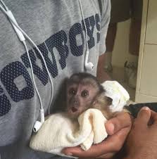 At night, they will wedge themselves among the branches to saftely sleep. Case Closed Dez Bryant S Pet Monkey No Longer In Desoto Fort Worth Star Telegram
