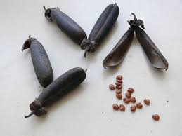 Image result for Crotalaria podocarpa