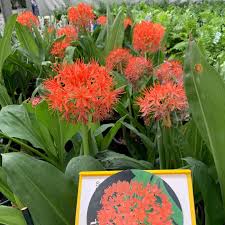 Image result for Scadoxus pole-evansii