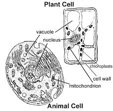 Check spelling or type a new query. Identifying Animal And Plant Cell Parts