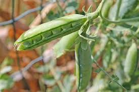 What flowers grow best in zone 5. 30 Great Zone 5 Plants To Grow Gardening Channel