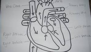 Pin On Drawing Lynn