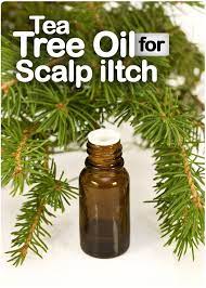 How To Get Rid Of Itchy Scalp With Tea Tree Oil Tea Tree Oil Itchy Scalp Itchy Scalp Treatment