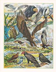 Birds Of Prey Digital Release Date Carrion Birds And Birds Of Prey A Printable Digital File For Diy Home Decor And Arts And Crafts E Birds Of Prey Vintage Illustration Scientific Illustration