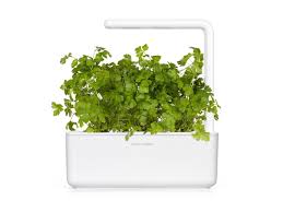 Getting to know you & your health. Plain Parsley Plant Pods Click Grow