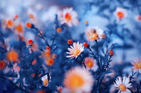 Orange Flower On Blue Photograph By Oksana Ariskina Oksanaariskina Oksanaariskinafineartphoto Aesthetic Desktop Wallpaper Orange Flowers Dark Blue Background
