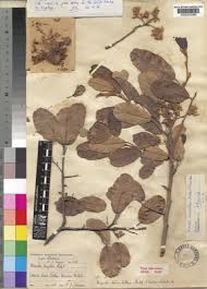 Image result for Monotes dasyanthus