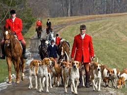 American Foxhound Black And Tan Virginia Foxhound The English Foxhound Is One Of The Four Foxhound Breeds Of Dog They Are Scent Hounds Bred To Hunt Foxes The Fox And The Hound English Foxhound Fox Hunting