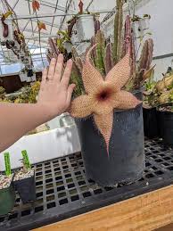 Image result for Stapelia gigantea