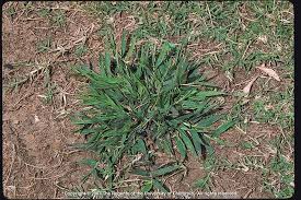 Amazon.Com : Bonide Products 60490 917453 Crabgrass Weed Killer, 5000 Sq.Ft  : Patio, Lawn & Garden